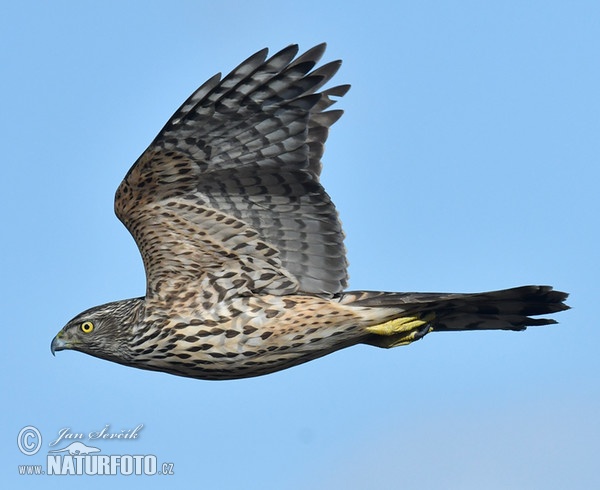 Jastrab lesný (Accipiter gentilis)