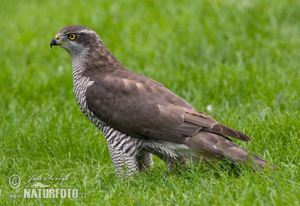 Jastrab lesný (Accipiter gentilis)