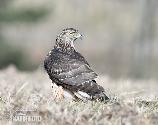 Jastrab lesný (Accipiter gentilis)