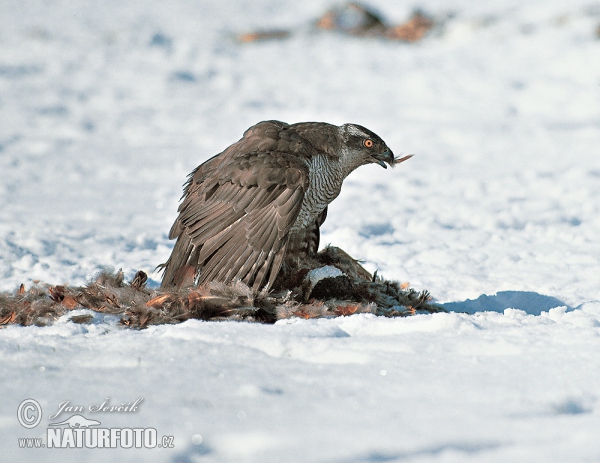 Jastrab lesný (Accipiter gentilis)