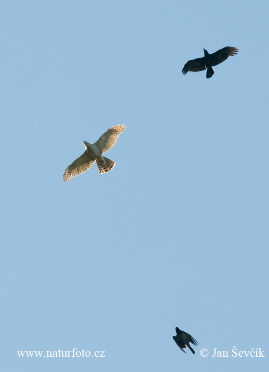 Jastrab lesný (Accipiter gentilis)