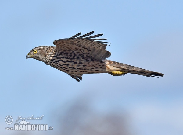 Jastrab lesný (Accipiter gentilis)