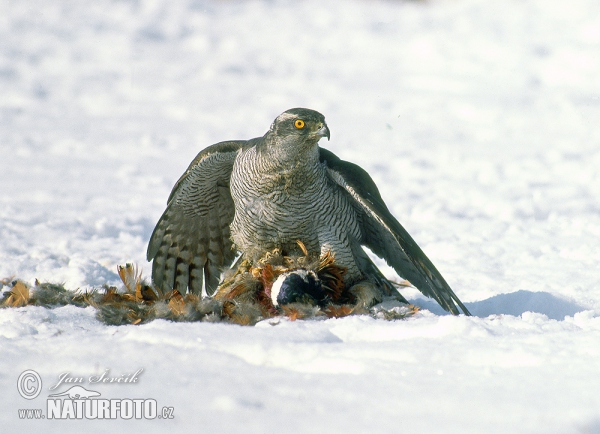 Jastrab lesný (Accipiter gentilis)