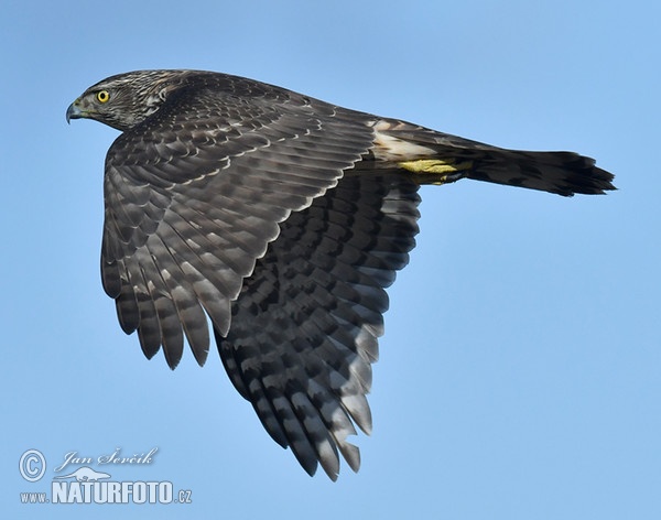 Jastrab lesný (Accipiter gentilis)