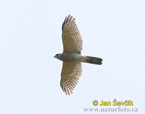 Jastrab šikra (Accipiter badius)