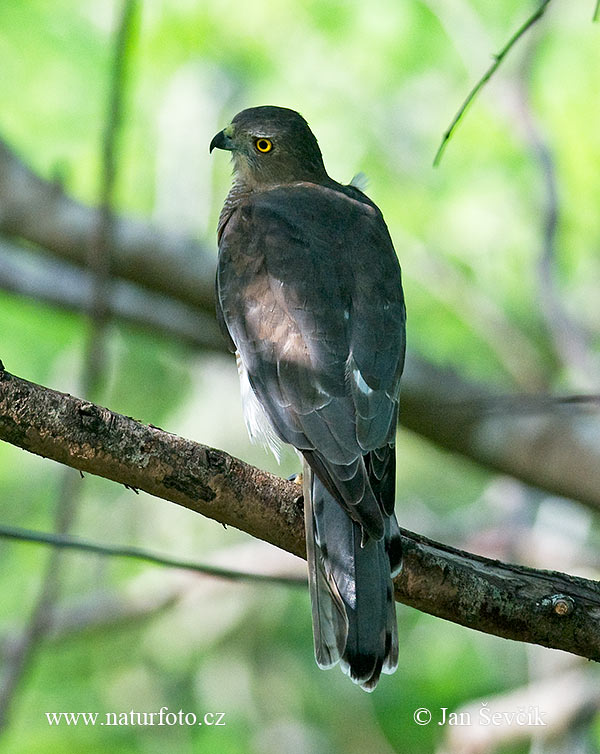 Jastrab šikra (Accipiter badius)