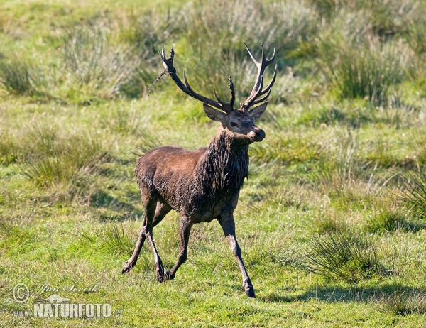 Jeleň hôrny obyčajný (Cervus elaphus)