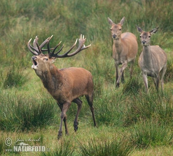 Jeleň hôrny obyčajný (Cervus elaphus)