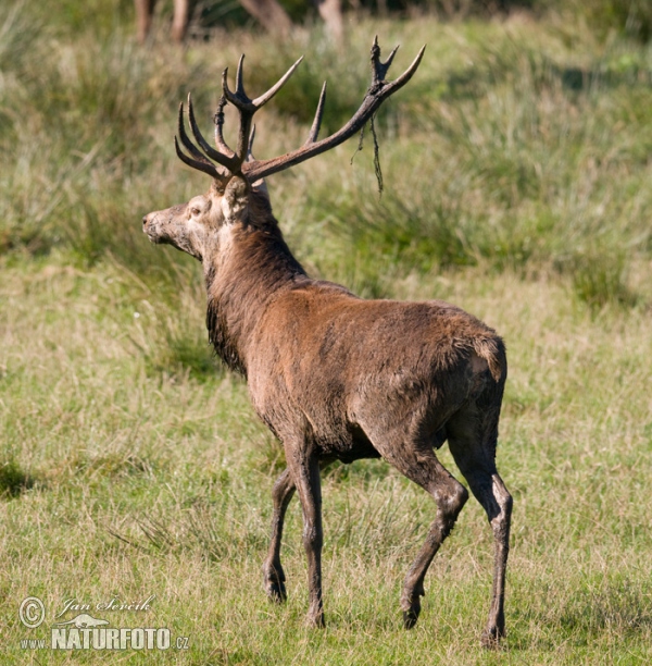 Jeleň hôrny obyčajný (Cervus elaphus)