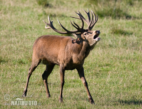 Jeleň hôrny obyčajný (Cervus elaphus)