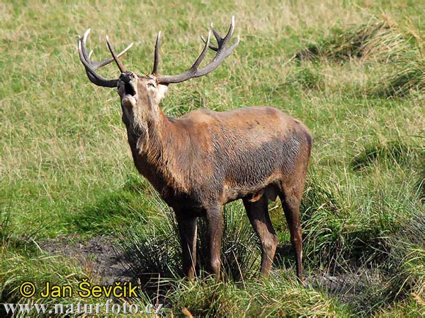 Jeleň hôrny obyčajný (Cervus elaphus)