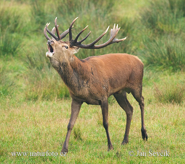 Jeleň hôrny obyčajný (Cervus elaphus)