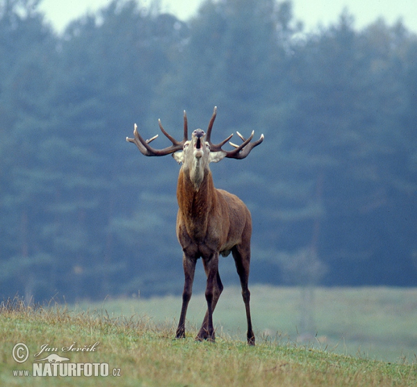 Jelen lesní (Cervus elaphus)