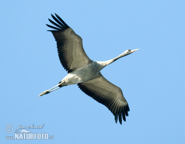 Jeřáb popelavý (Grus grus)