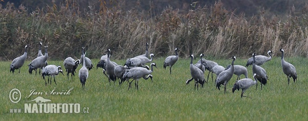 Jeřáb popelavý (Grus grus)