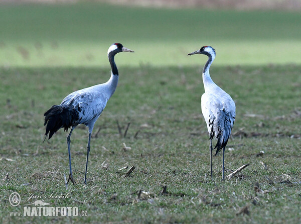 Jeřáb popelavý (Grus grus)