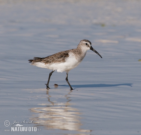 Jespák křivozobý (Calidris ferruginea)