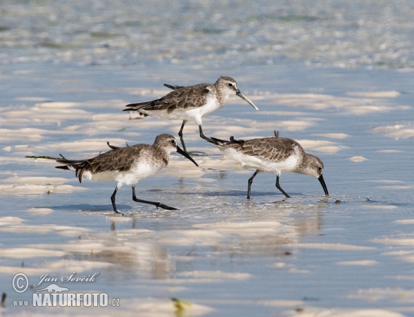 Jespák křivozobý (Calidris ferruginea)