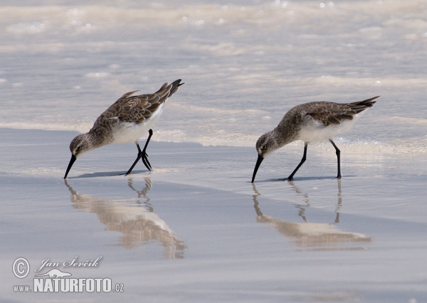 Jespák křivozobý (Calidris ferruginea)