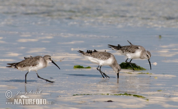 Jespák křivozobý (Calidris ferruginea)