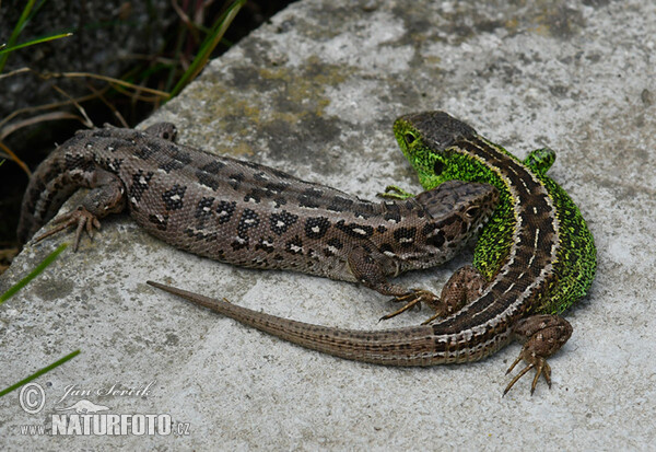 Ještěrka obecná (Lacerta agilis)