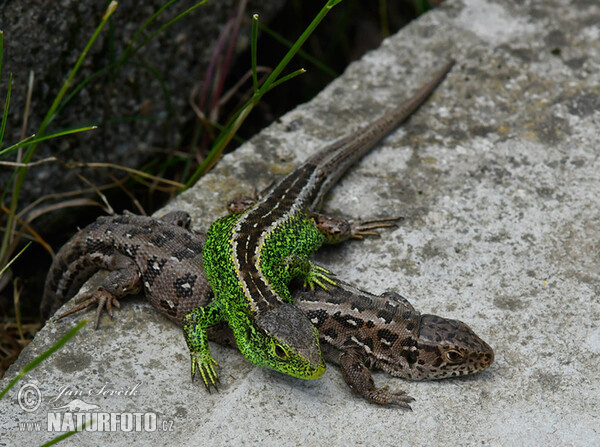 Ještěrka obecná (Lacerta agilis)