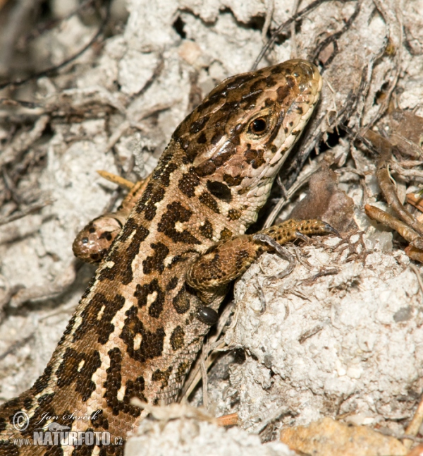 Ještěrka obecná (Lacerta agilis)