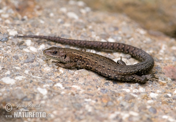 Ještěrka živorodá (Lacerta vivipara)