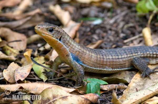 Ještěrkovec velký (Gerrhosaurus major)