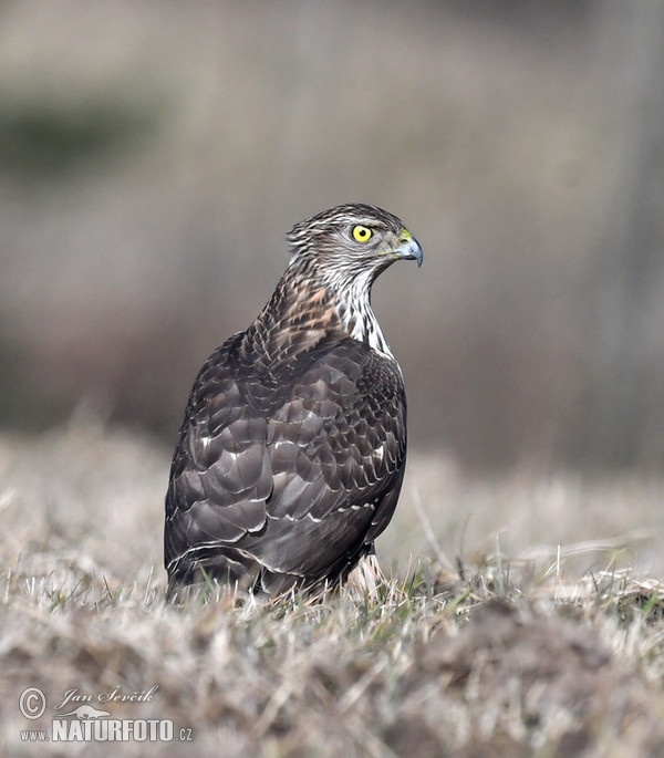 Jestřáb lesní (Accipiter gentilis)