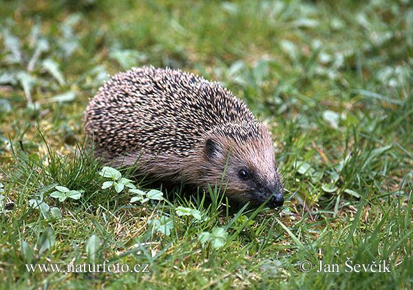 Jež západourópský bledý (Erinaceus europaeus)