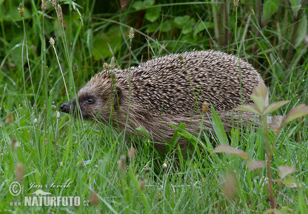 Jež západourópský bledý (Erinaceus europaeus)