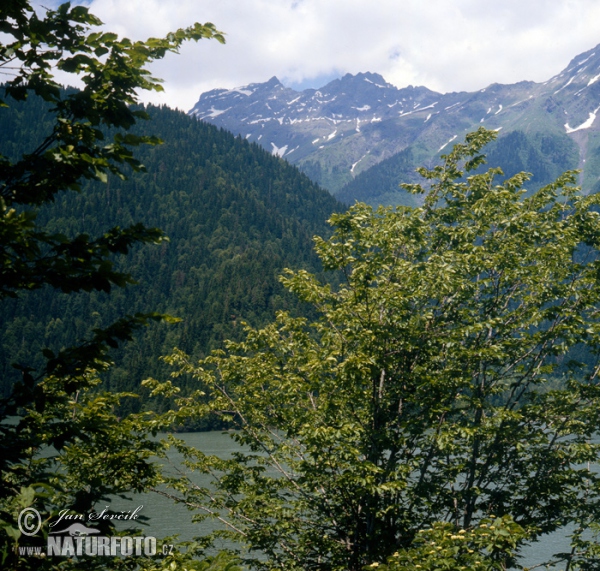 Jezero Ritsa (Abchazia)