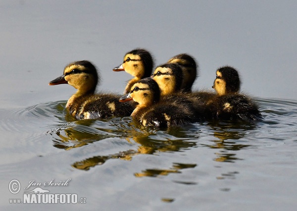 Kachna divoká (Anas platyrhynchos)