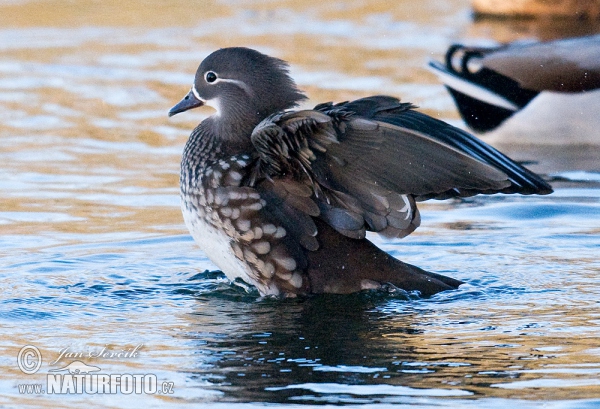 Kachnička mandarínská (Aix galericulata)