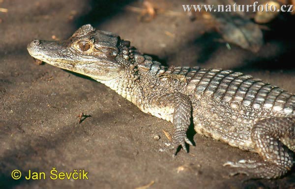 Kajman brýlový (Caiman crocodilus)
