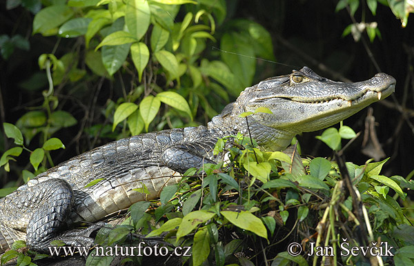 Kajman okuliarnatý (Caiman crocodilus)