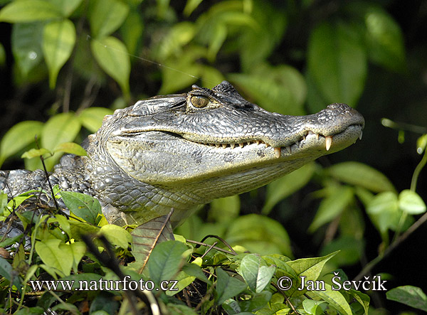 Kajman okuliarnatý (Caiman crocodilus)