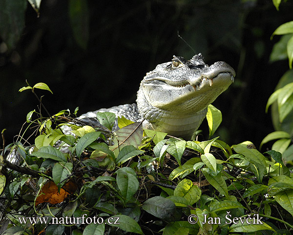 Kajman okuliarnatý (Caiman crocodilus)