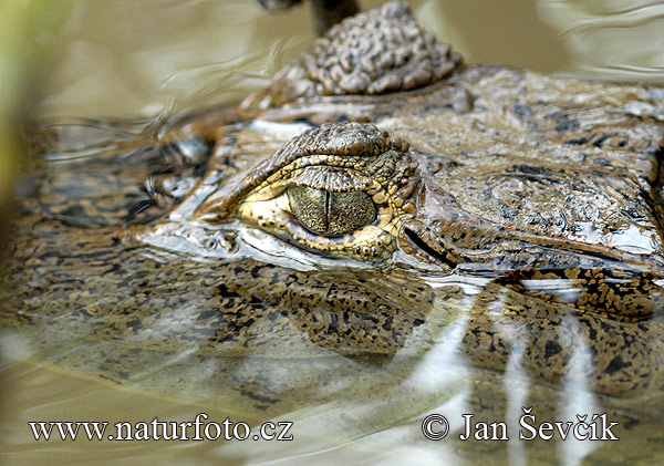 Kajman okuliarnatý (Caiman crocodilus)