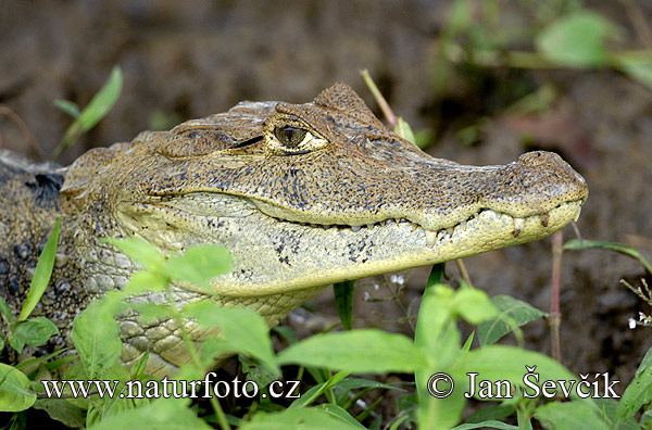 Kajman okuliarnatý (Caiman crocodilus)