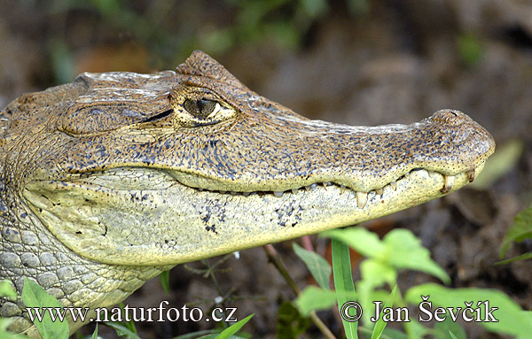 Kajman okuliarnatý (Caiman crocodilus)