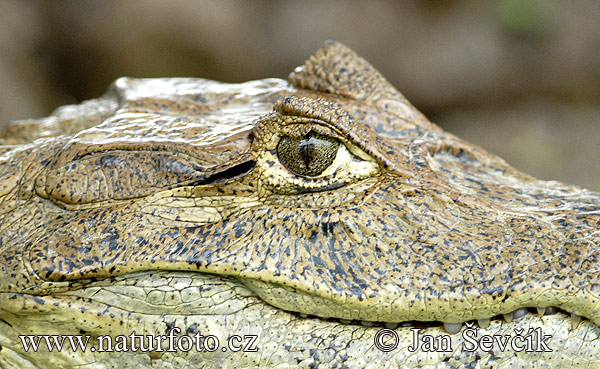 Kajman okuliarnatý (Caiman crocodilus)