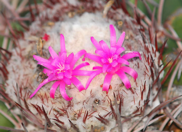 Kaktus (Melocactus caesius)