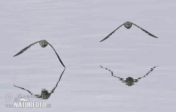 Kalužiak malý (Actitis hypoleucos)