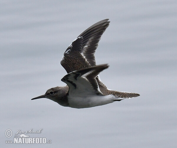 Kalužiak malý (Actitis hypoleucos)