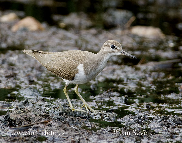 Kalužiak malý (Actitis hypoleucos)