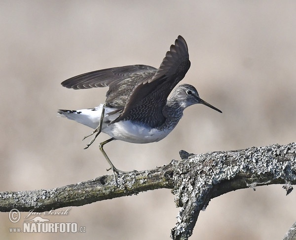 Kalužiak perlavý (Tringa ochropus)