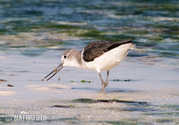 Kalužiak sivý (Tringa nebularia)