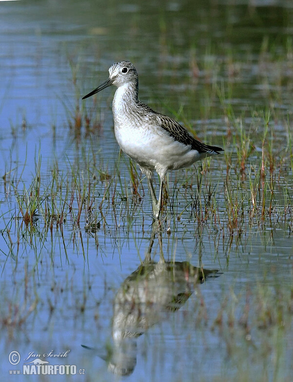 Kalužiak sivý (Tringa nebularia)